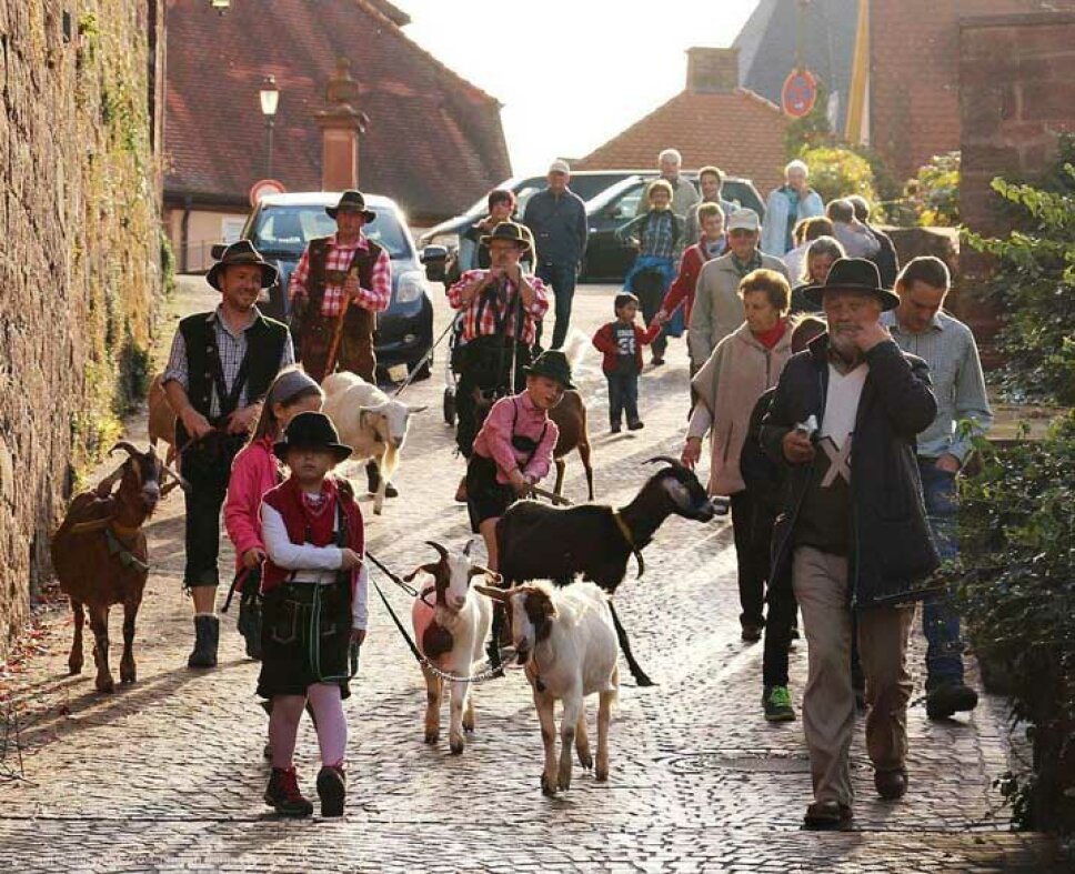 Männer und Jungen führen Ziegen auf einer Straße